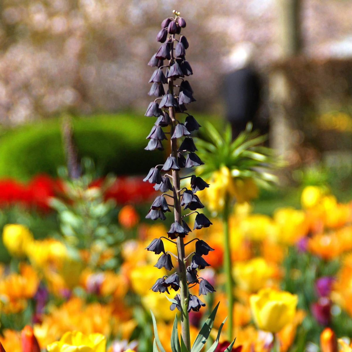Bells Fritillaria persica plant