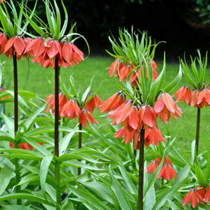 Imperial Crown flower seeds