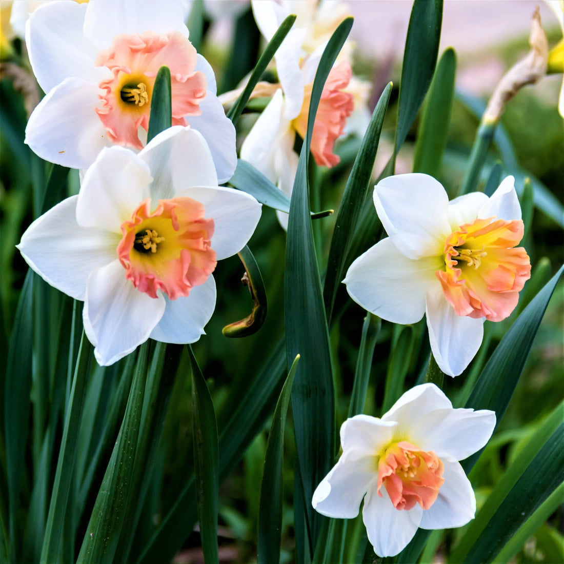White Pink flower seeds