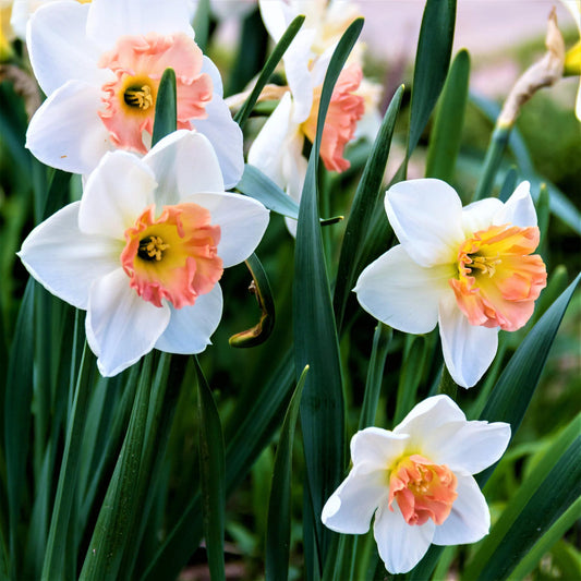 White Pink flower seeds