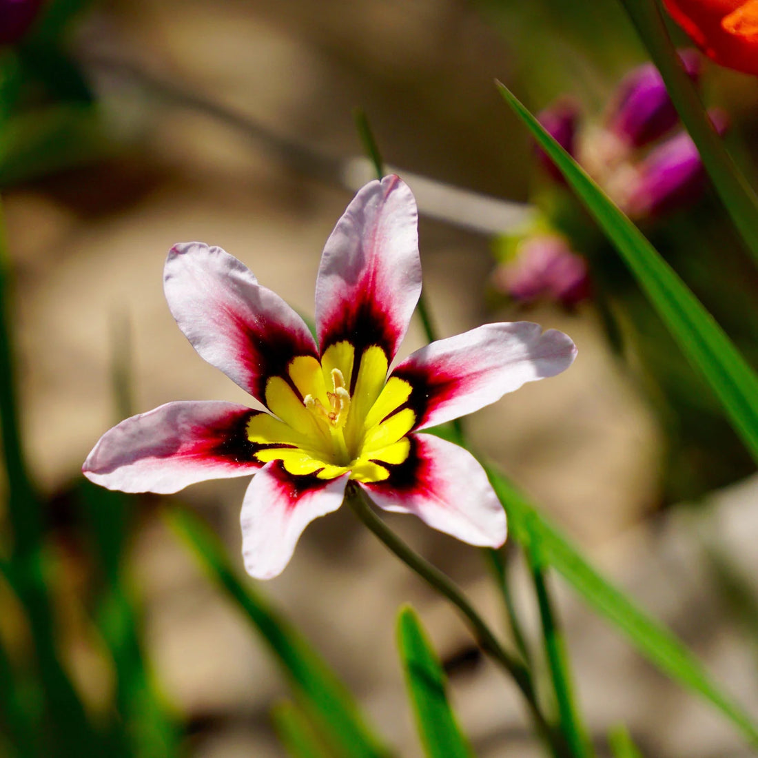 White Yellow flower seeds