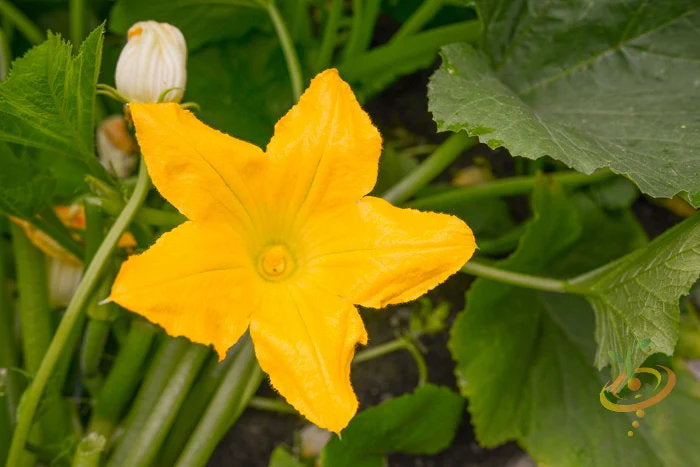 Squash blossom flower seeds growing into healthy squash plants with bright yellow edible flowers in a sunny garden.