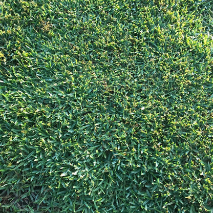 St. Augustine Grass growing as a lush green warm-season lawn