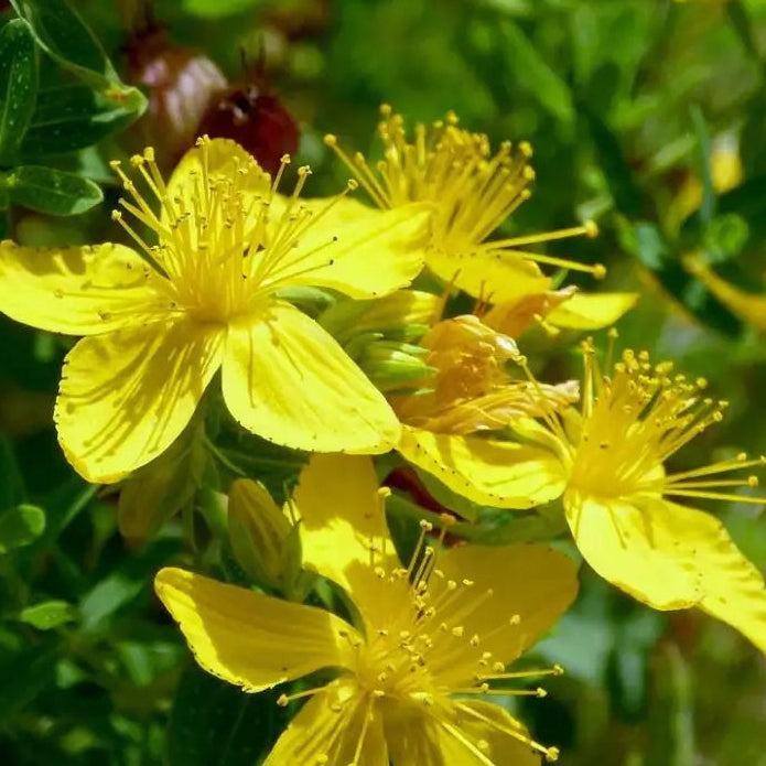 Ascyron Hypericum plant