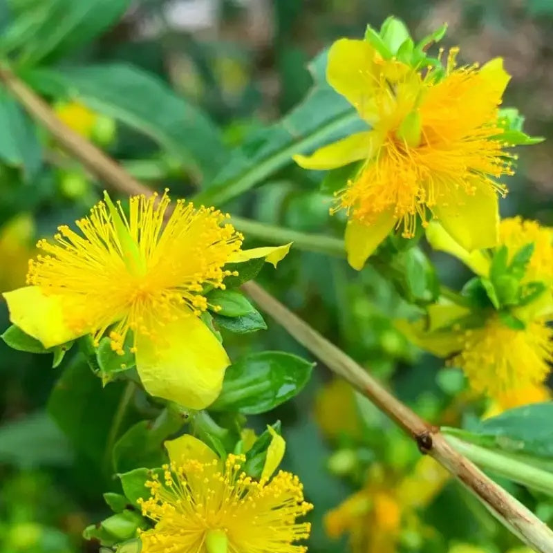 Ascyron Hypericum plant