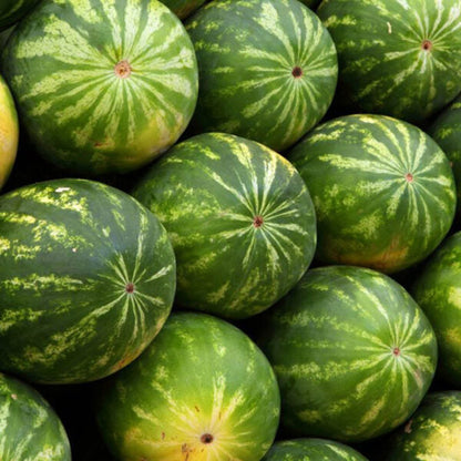 watermelon seeds