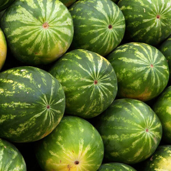 watermelon seeds