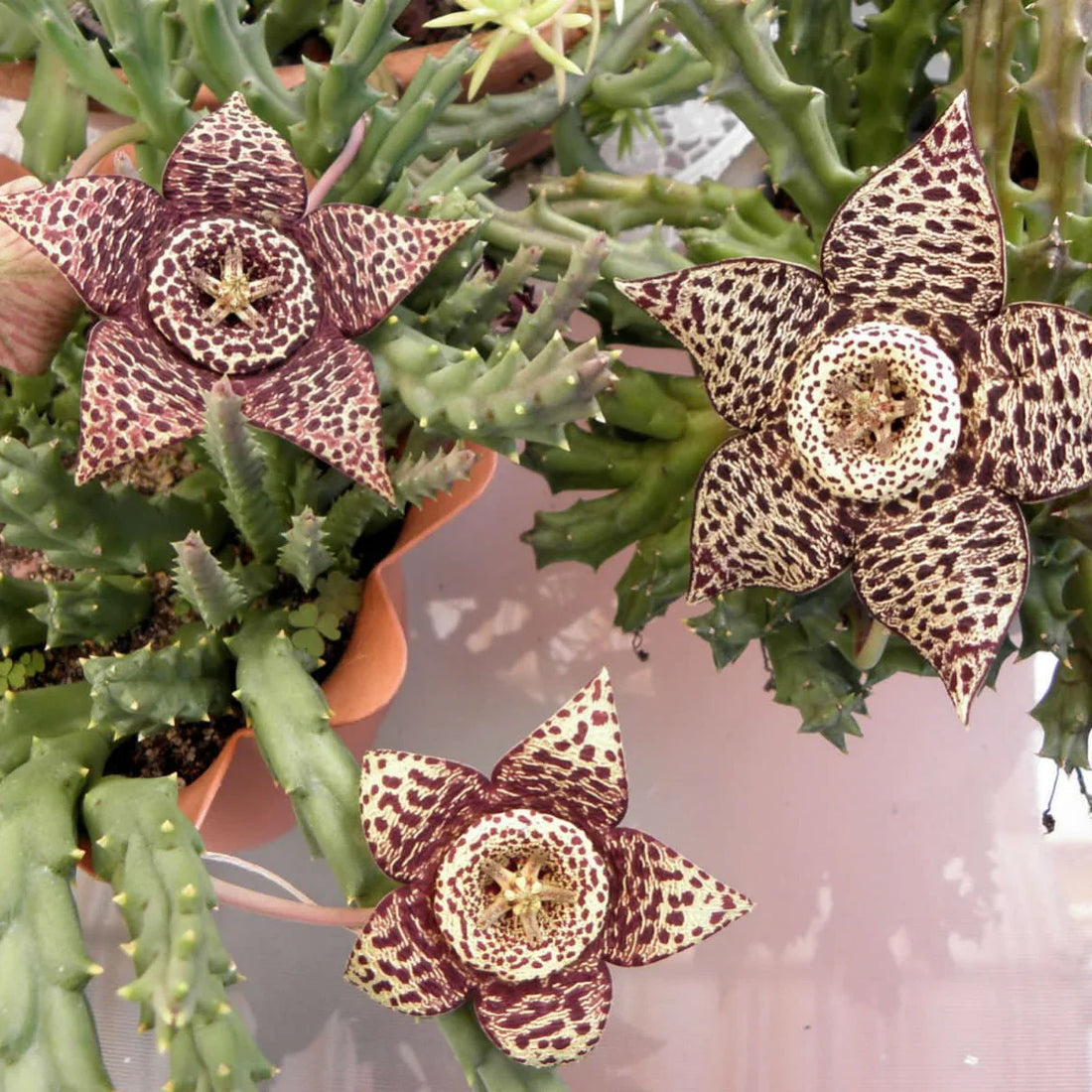 Stapelia Variegata flower seeds
