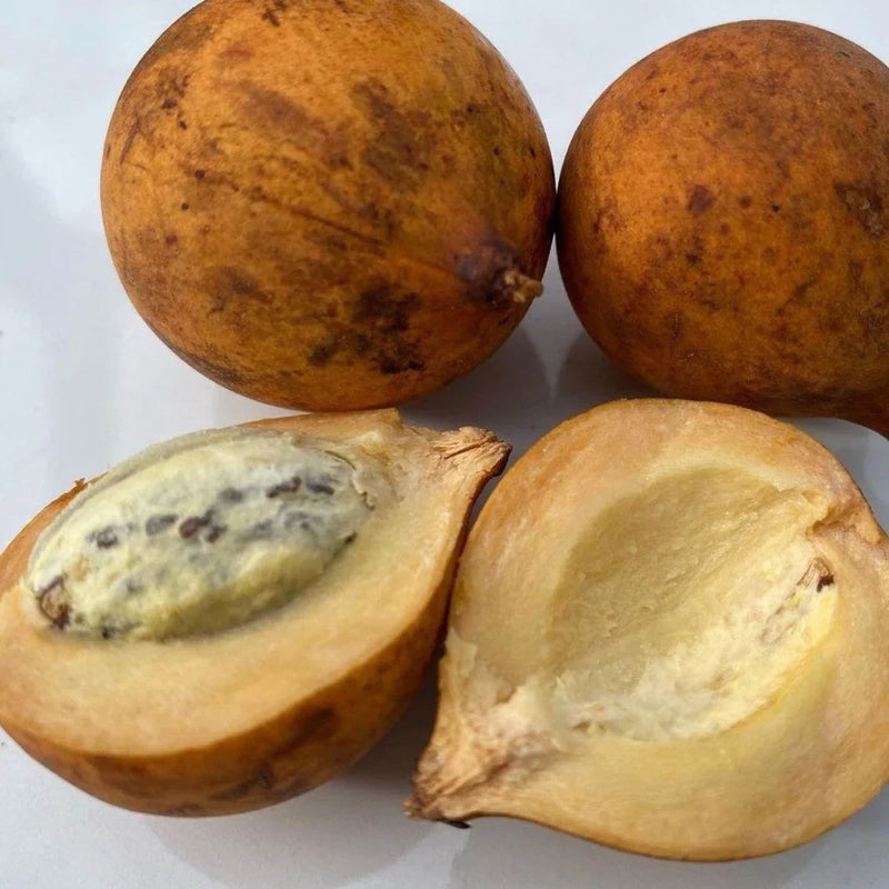 Caimitillo Chrysophyllum cainito Fruit Seeds for Planting – Star Apple Tree Seeds