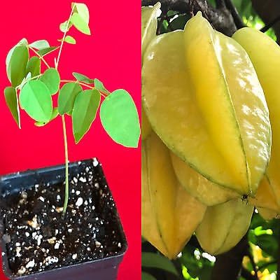 star fruit seeds