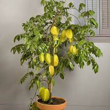 star fruit seeds