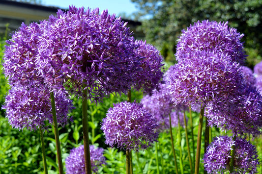 Star of Persia Allium Flower Seeds for Planting – Heirloom Non-GMO Garden Seeds