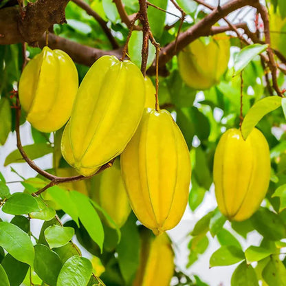 yellow carambola seeds