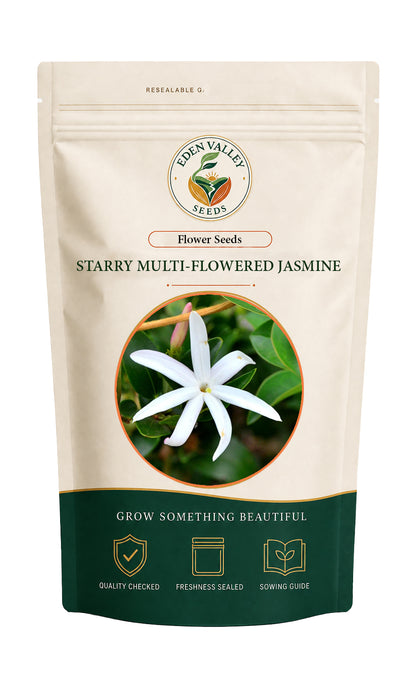 Starry Multi-Flowered Jasmine flowers blooming in a garden