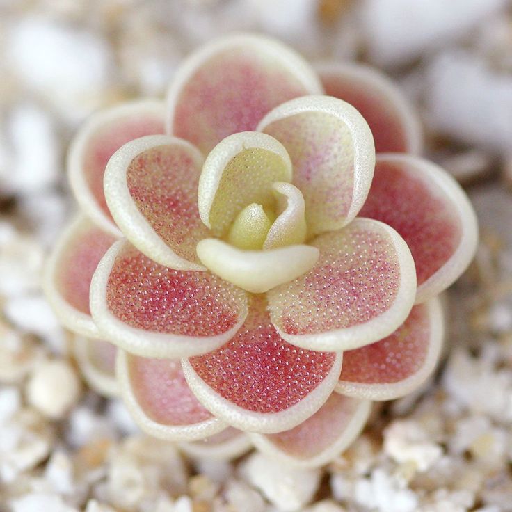 Mexican Butterwort flower seeds