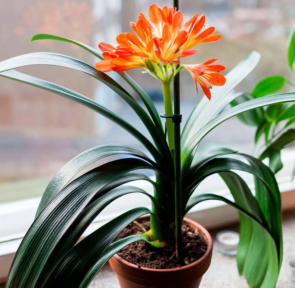 Orange Clivia flower seeds