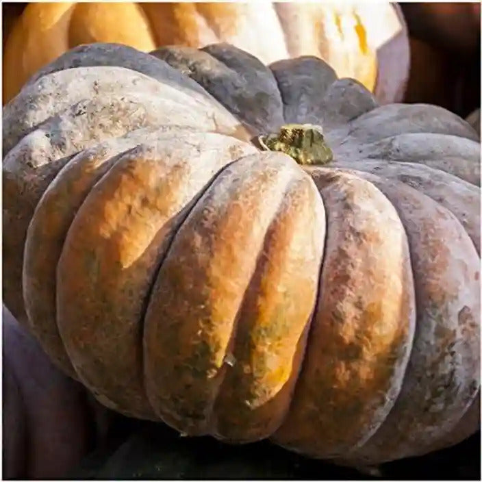 fairytale pumpkin seeds