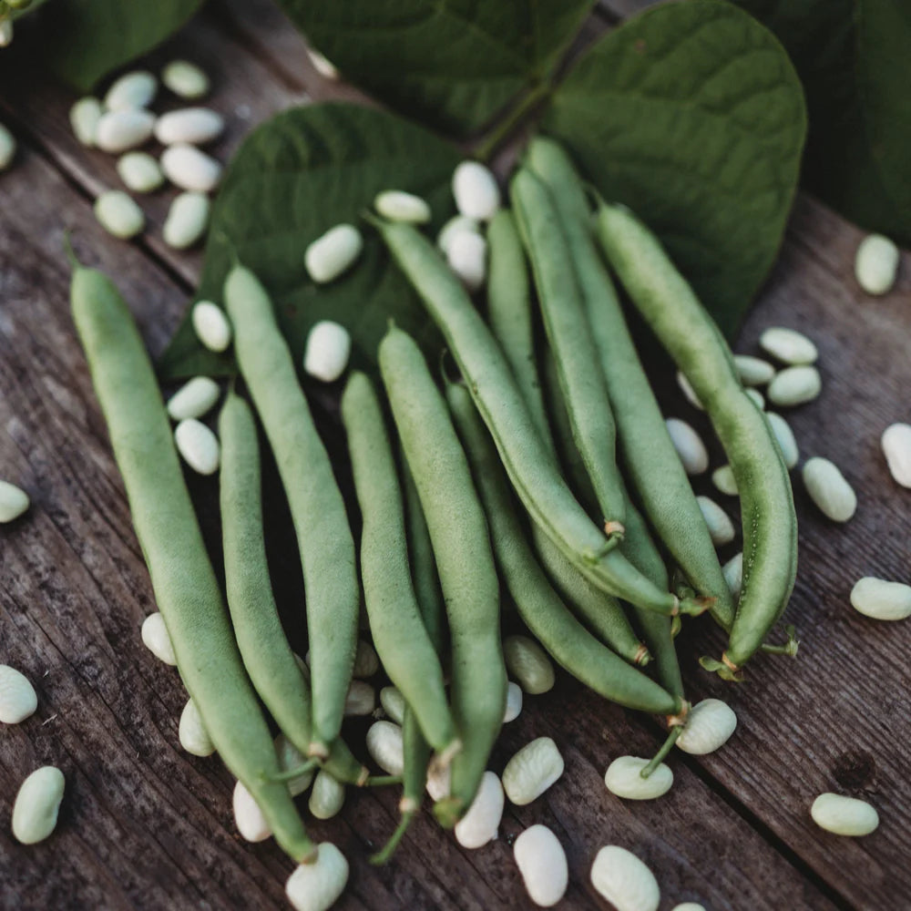 Bush Bean Seeds