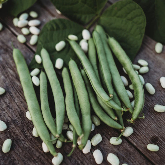 Bush Bean Seeds