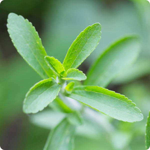 Stevia Herb Seeds for Planting – Heirloom Non-GMO Garden Seeds