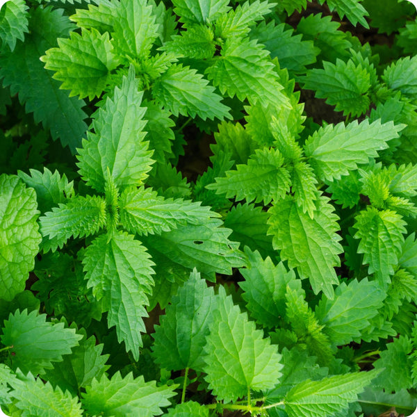 Stinging Nettle Herb Seeds for Planting – Heirloom Non-GMO Garden Seeds