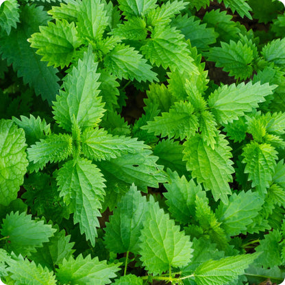 Stinging Nettle Herb Seeds for Planting – Heirloom Non-GMO Garden Seeds