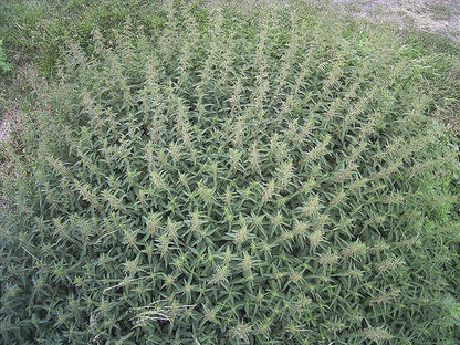 Stinging Nettle Herb Seeds for Planting – Heirloom Non-GMO Garden Seeds