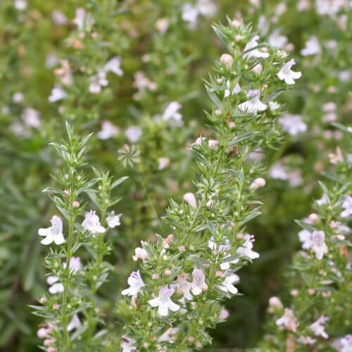 Winter Savory plant