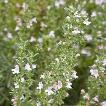 Winter Savory plant