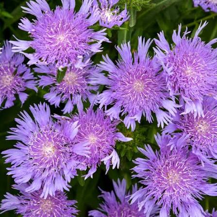 Stoke's Aster Flower Seeds for Planting