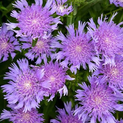 Stoke's Aster Flower Seeds for Planting