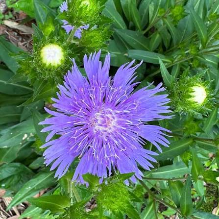 Stoke's Aster Flower Seeds for Planting