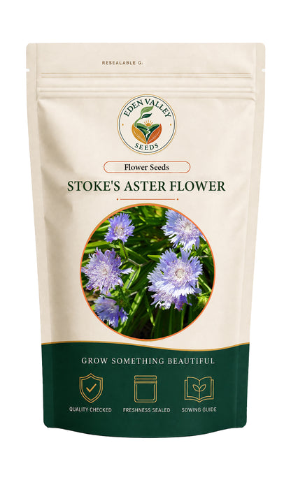 Stoke's Aster flowers blooming in a garden