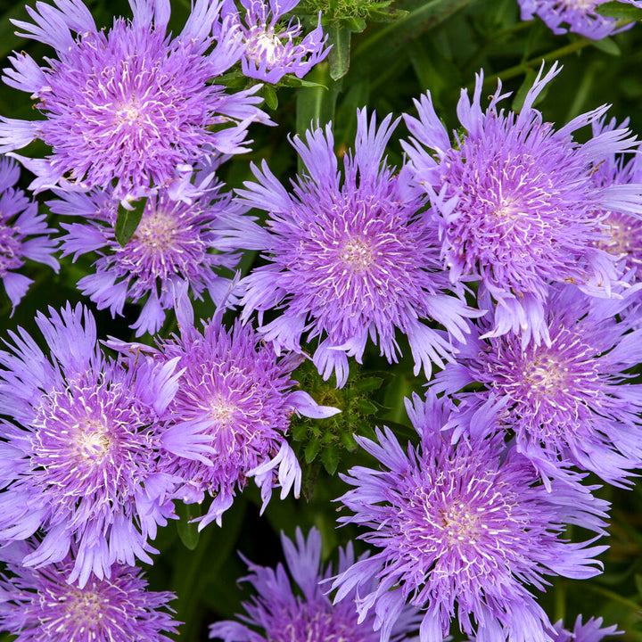 Stoke'S Aster flower seeds
