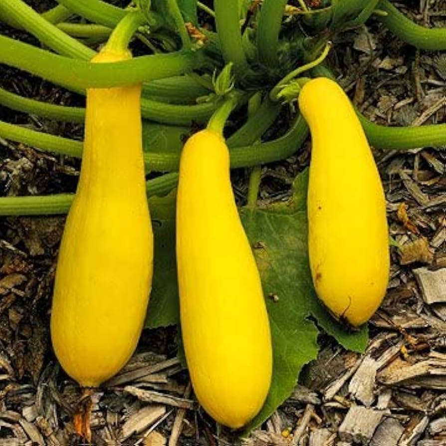 Straightneck Summer Squash Seeds
