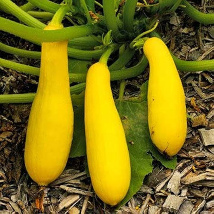 Straightneck Summer Squash Seeds