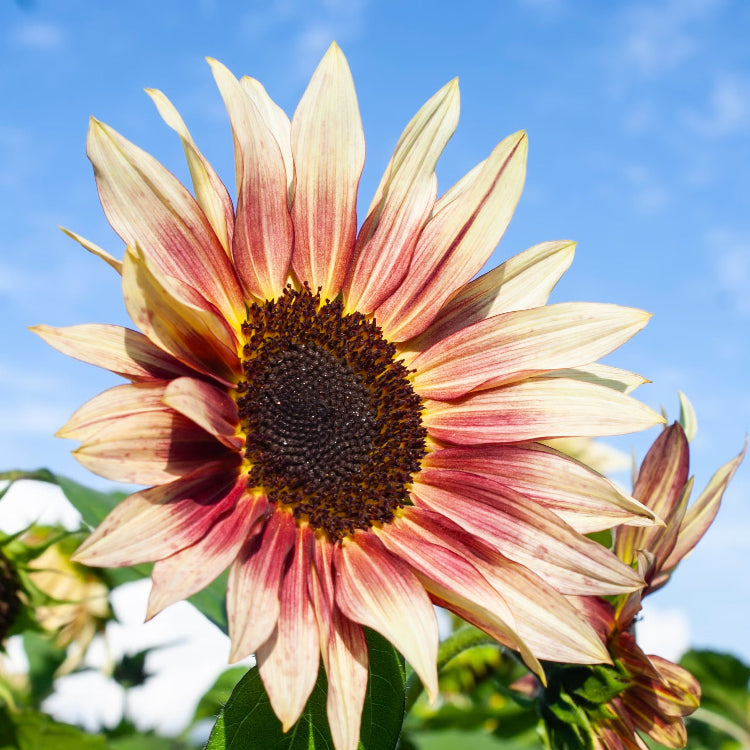 and Pink Sunflower plant