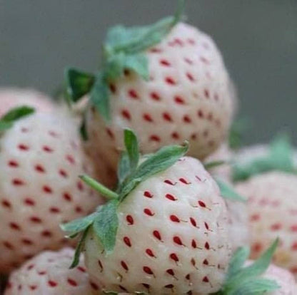 Pink Strawberry Fruit Seeds for Planting – Heirloom Non-GMO Garden Seeds