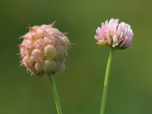 Strawberry Headed Clover Flower Seeds for Planting – Heirloom Non-GMO Garden Seeds