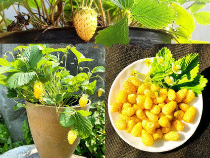 Yellow Strawberry Fruit Seeds for Planting – Heirloom Non-GMO Garden Seeds