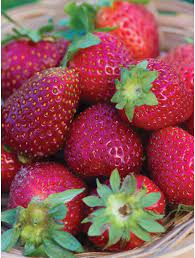 Pink Strawberry Fruit Seeds for Planting – Heirloom Non-GMO Garden Seeds