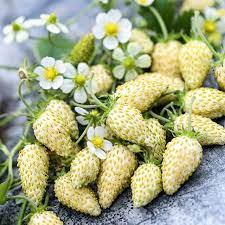 Juicy Strawberry Fruit Seeds for Planting – Heirloom Non-GMO Garden Seeds