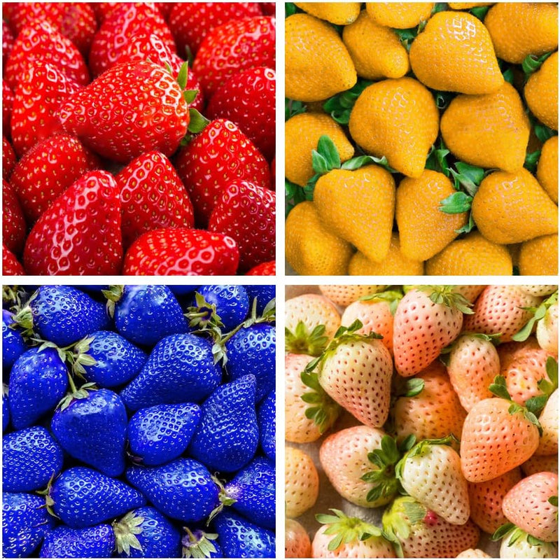 Rainbow Strawberry Fruit Seeds for Planting – Heirloom Non-GMO Garden Seeds