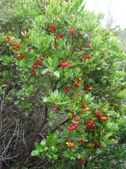 strawberry tree seeds