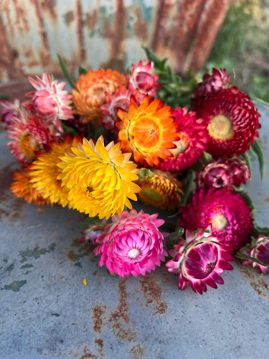 Strawflower Mix Flower Seeds for Planting with colorful papery blooms in a sunny garden