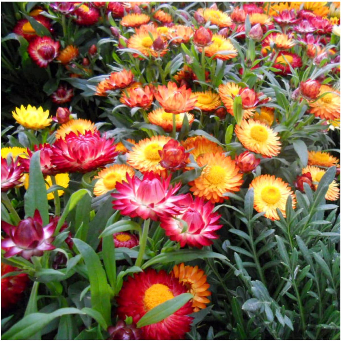 Strawflower flower seeds