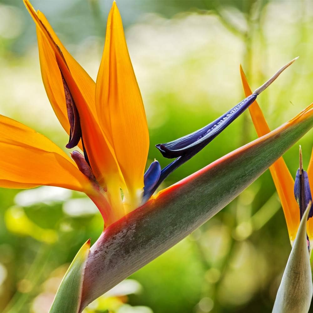 Strelitzia flower seeds