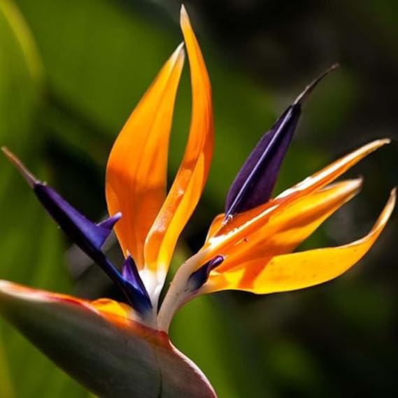Strelitzia Reginae flower seeds