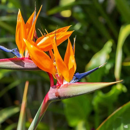 Strelitzia Reginae with Orange and Blue Flowers

