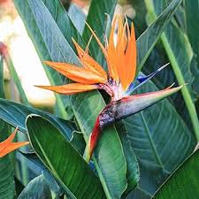 Strelitzia Reginae Growing in Container on Patio